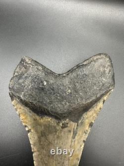 5+ Inch Megalodon Shark Tooth Fossil Massive Natural Prehistoric Meg Authentic
