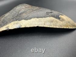 5+ Inch Megalodon Shark Tooth Fossil Massive Natural Prehistoric Meg Authentic