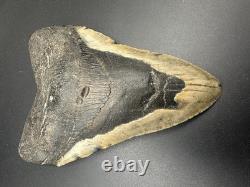 5+ Inch Megalodon Shark Tooth Fossil Massive Natural Prehistoric Meg Authentic