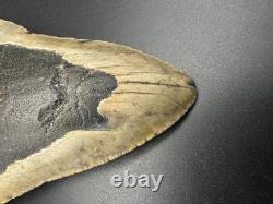 5+ Inch Megalodon Shark Tooth Fossil Massive Natural Prehistoric Meg Authentic