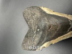 5+ Inch Megalodon Shark Tooth Fossil Massive Natural Prehistoric Meg Authentic