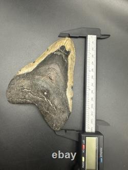 5+ Inch Megalodon Shark Tooth Fossil Massive Natural Prehistoric Meg Authentic