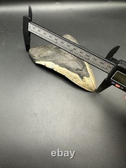 5+ Inch Megalodon Shark Tooth Fossil Massive Natural Prehistoric Meg Authentic