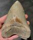 5 Inch Megalodon Tooth Lee Creek, Aurora, Usa