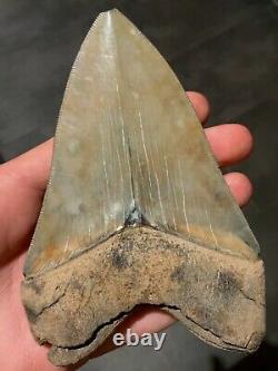 5 Inch Megalodon Tooth Lee Creek, Aurora, USA