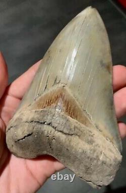 5 Inch Megalodon Tooth Lee Creek, Aurora, USA