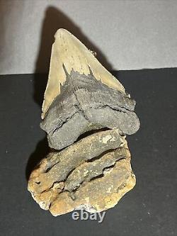 5 Inch Real Megalodon Shark Tooth Big Fossil Giant Genuine Prehistoric Meg Teeth