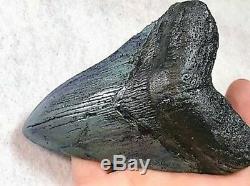 5 Inch Real Megalodon Shark Tooth Big Fossil Giant Genuine Prehistoric Meg Teeth