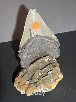 5 Inch Real Megalodon Shark Tooth Big Fossil Giant Genuine Prehistoric Meg Teeth