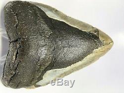 5 Inch Real Megalodon Shark Tooth Big Fossil Giant Genuine Prehistoric Meg Teeth