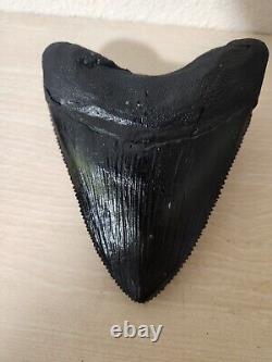 5 Inch Real Megalodon Shark Tooth Big Fossil Giant Genuine Prehistoric Meg Teeth