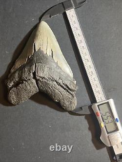 5 Inch Real Megalodon Shark Tooth Big Fossil Giant Genuine Prehistoric Meg Teeth