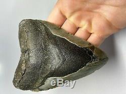 5 Inch Real Megalodon Shark Tooth Big Fossil Giant Genuine Prehistoric Meg Teeth