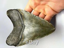 5 Inch Real Megalodon Shark Tooth Big Fossil Giant Genuine Prehistoric Meg Teeth