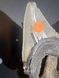 5 Inch Real Megalodon Shark Tooth Big Fossil Giant Genuine Prehistoric Meg Teeth