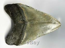 5 Inch Real Megalodon Shark Tooth Big Fossil Giant Genuine Prehistoric Meg Teeth