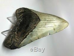 5 Inch Real Megalodon Shark Tooth Big Fossil Giant Genuine Prehistoric Meg Teeth