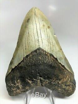 5 Inch Real Megalodon Shark Tooth Big Fossil Giant Genuine Prehistoric Meg Teeth