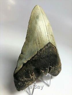 5 Inch Real Megalodon Shark Tooth Big Fossil Giant Genuine Prehistoric Meg Teeth