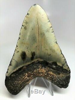 5 Inch Real Megalodon Shark Tooth Big Fossil Giant Genuine Prehistoric Meg Teeth