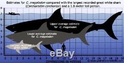5 Inch Real Megalodon Shark Tooth Big Fossil Giant Genuine Prehistoric Meg Teeth