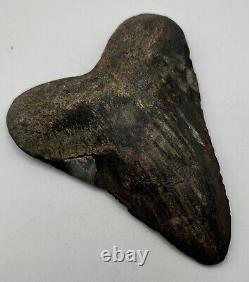 5 Inch Real Megalodon Shark Tooth Big Fossil Giant Genuine Prehistoric Meg Tooth