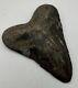 5 Inch Real Megalodon Shark Tooth Big Fossil Giant Genuine Prehistoric Meg Tooth