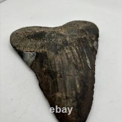 5 Inch Real Megalodon Shark Tooth Big Fossil Giant Genuine Prehistoric Meg Tooth