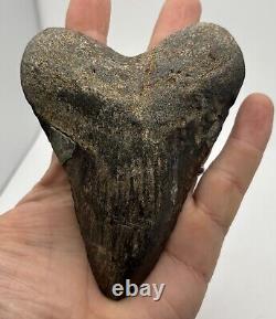 5 Inch Real Megalodon Shark Tooth Big Fossil Giant Genuine Prehistoric Meg Tooth