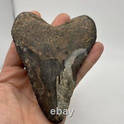 5 Inch Real Megalodon Shark Tooth Big Fossil Giant Genuine Prehistoric Meg Tooth