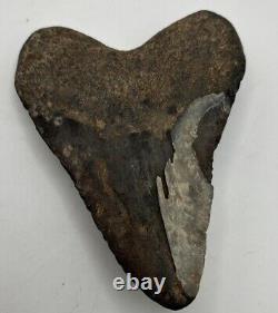 5 Inch Real Megalodon Shark Tooth Big Fossil Giant Genuine Prehistoric Meg Tooth