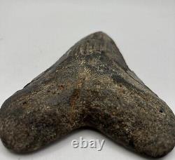 5 Inch Real Megalodon Shark Tooth Big Fossil Giant Genuine Prehistoric Meg Tooth
