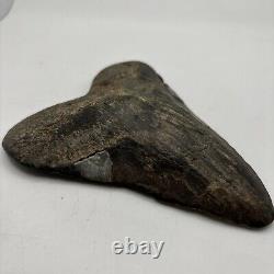 5 Inch Real Megalodon Shark Tooth Big Fossil Giant Genuine Prehistoric Meg Tooth