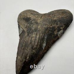 5 Inch Real Megalodon Shark Tooth Big Fossil Giant Genuine Prehistoric Meg Tooth