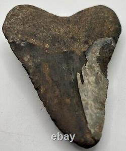 5 Inch Real Megalodon Shark Tooth Big Fossil Giant Genuine Prehistoric Meg Tooth