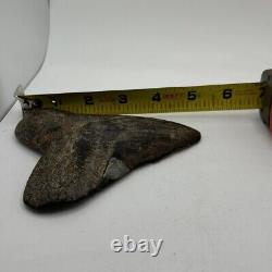 5 Inch Real Megalodon Shark Tooth Big Fossil Giant Genuine Prehistoric Meg Tooth