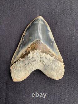 5 Indonesia / Indonesian Megalodon Fossil Shark Tooth 100% NATURAL