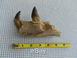 5 inch Basilosaurus Mandible Megalodon Tooth Shark Teeth Authentic