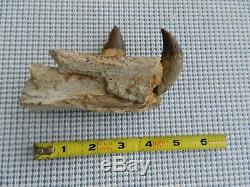 5 inch Basilosaurus Mandible Megalodon Tooth Shark Teeth Authentic