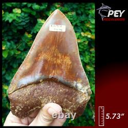 #620 COLORFUL 5.73 Indonesian Megalodon Shark Tooth 100% NATURAL