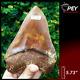 #620 Colorful 5.73 Indonesian Megalodon Shark Tooth 100% Natural