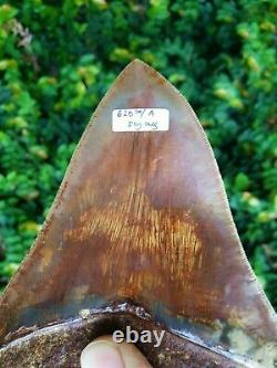 #620 COLORFUL 5.73 Indonesian Megalodon Shark Tooth 100% NATURAL