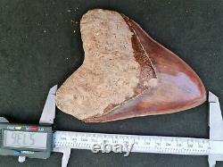 #620 COLORFUL 5.73 Indonesian Megalodon Shark Tooth 100% NATURAL