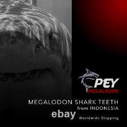 #620 COLORFUL 5.73 Indonesian Megalodon Shark Tooth 100% NATURAL