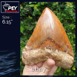 #667 6.15 EXTREME BIG & WIDE Indonesian Megalodon Shark Tooth 100% NATURAL