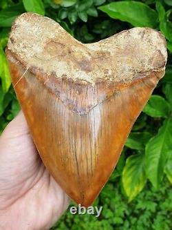 #667 6.15 EXTREME BIG & WIDE Indonesian Megalodon Shark Tooth 100% NATURAL