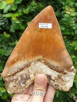 #667 6.15 EXTREME BIG & WIDE Indonesian Megalodon Shark Tooth 100% NATURAL