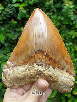 #667 6.15 EXTREME BIG & WIDE Indonesian Megalodon Shark Tooth 100% NATURAL