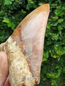 #667 6.15 EXTREME BIG & WIDE Indonesian Megalodon Shark Tooth 100% NATURAL