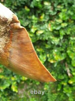 #667 6.15 EXTREME BIG & WIDE Indonesian Megalodon Shark Tooth 100% NATURAL